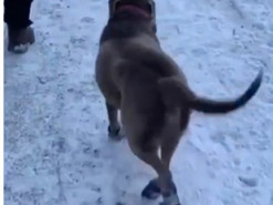 Радостный пес порадовал Сеть своей походкой