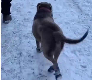 Радостный пес порадовал Сеть своей походкой