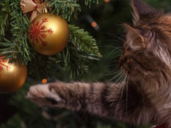 Сеть хохочет над кошачьей реакцией на блестящую елочную игрушку