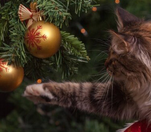 Сеть хохочет над кошачьей реакцией на блестящую елочную игрушку