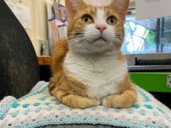 Бездомный кот получил важную работу на вокзале и стал звездой соцсетей