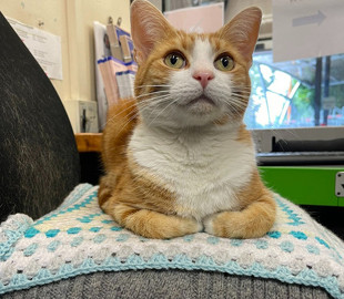 Бездомный кот получил важную работу на вокзале и стал звездой соцсетей