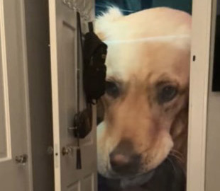 Золотистому ретриверу не понравился его портрет - реакция лохматого критика рассмешила сеть