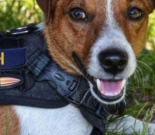 Пес Патрон очолить департамент комунікацій в UAnimals