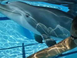 Созданы роботы-дельфины, которые смогут заменить настоящих животных в тематических парках