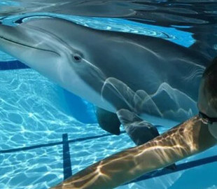 Созданы роботы-дельфины, которые смогут заменить настоящих животных в тематических парках