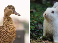 Кролик или утка? В сети нешуточные споры вокруг оптической иллюзии