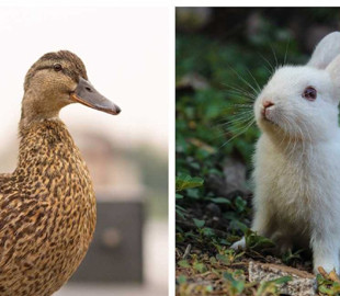 Кролик или утка? В сети нешуточные споры вокруг оптической иллюзии