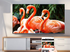 Смарт-телевизоры TCL на платформе Google TV выйдут до конца лета