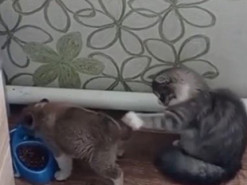 «Как это выключить?»: щенок отвлек кота хвостом, чтобы съесть его корм