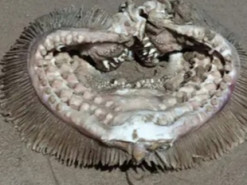 "Сниться у кошмарах": експерти впізнали зубасту істоту, помічену на пляжі в Техасі