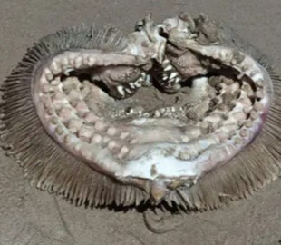 "Сниться у кошмарах": експерти впізнали зубасту істоту, помічену на пляжі в Техасі