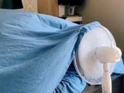 «Жизнь прекрасна!» — курьезный кот показал, как справиться с жарой без кондиционера