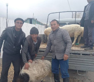 Сім’ям мобілізованих земляків Шойгу видають взамін рекрута живого барана