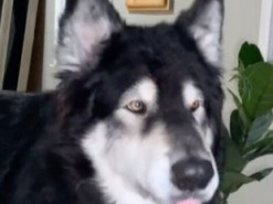 Сеть покорил пес, обожающий болтать с хозяйкой