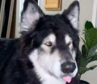 Сеть покорил пес, обожающий болтать с хозяйкой