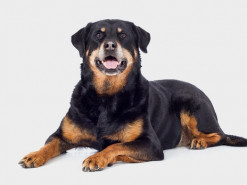 Интернет-мошенники торгуют в сети несуществующими животными