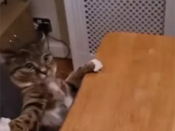 Смешное падение кота со стола рассмешило соцсети