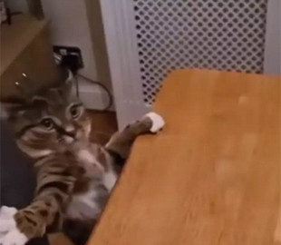 Смешное падение кота со стола рассмешило соцсети