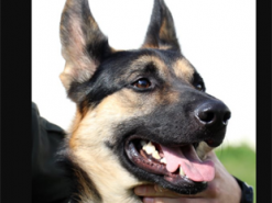 Брошенная собака «нашла» работу в Нацгвардии через интернет