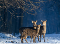 «Вікі любить Землю» 2021: фото з України потрапило до 15 найкращих