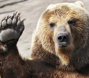 Медведь нашёл потерянную GoPro и снял себя на видео