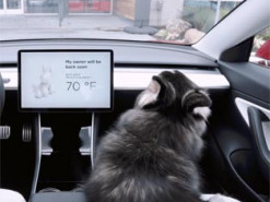 Функция Dog Mode в электромобилях Tesla может давать сбой: Илон Маск отреагировал