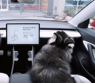Функция Dog Mode в электромобилях Tesla может давать сбой: Илон Маск отреагировал