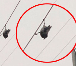 Ворона повисла головой вниз на проводе и озадачила пользователей Сети