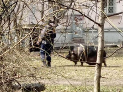В Киеве возле многоэтажки выгуляли свинью: фото и видео повеселили сеть