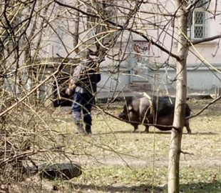 В Киеве возле многоэтажки выгуляли свинью: фото и видео повеселили сеть