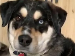 Собака скинула обнимающего ее кота на пол при упоминании о еде. Забавное видео