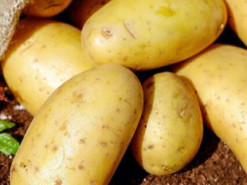 Експерти розповіли, як правильно зберігати картоплю