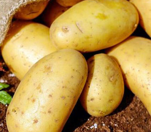 Експерти розповіли, як правильно зберігати картоплю