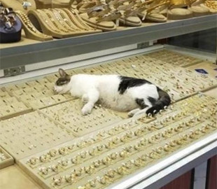 Курьезные случаи в магазине из серии: «Скорее тащи телефон — постить будем»