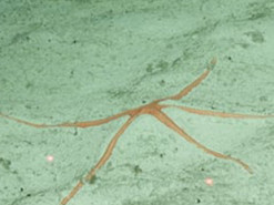 Вчені знайшли в Тихому океані нових дивовижних тварин