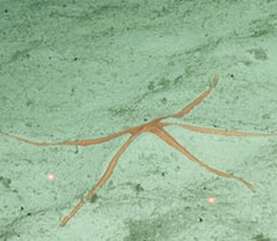 Вчені знайшли в Тихому океані нових дивовижних тварин