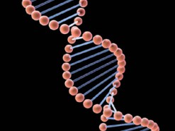 Cудебно-медицинская база ДНК может помочь найти родственников