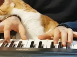Парень прославился благодаря игре с котами на пианино