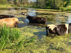 Українці показали, як їхні корови приймають водні процедури у спеку