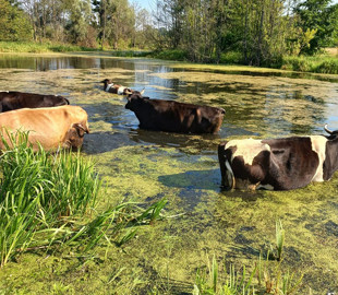 Українці показали, як їхні корови приймають водні процедури у спеку