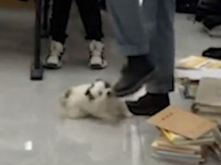 «Находчивый малыш»: Щенок отвлек педагога от экзамена
