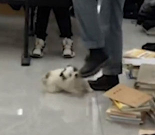 «Находчивый малыш»: Щенок отвлек педагога от экзамена
