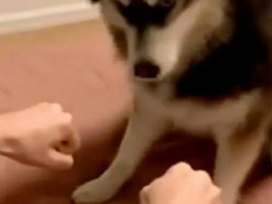 Пес удивил реакцией на розыгрыш хозяйки