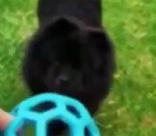 Пушистый пёсик учился играть в мяч: его полное фиаско рассмешило Сеть