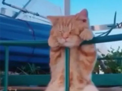 Кот уснул на заборе в необычной позе