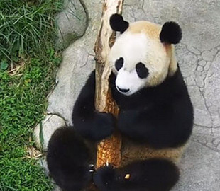 Сеть насмешила панда, решившая заняться «музицированием»