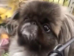 Пес, выпрашивающий игрушку в магазине, умилил соцсети