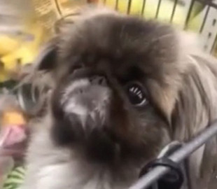 Пес, выпрашивающий игрушку в магазине, умилил соцсети