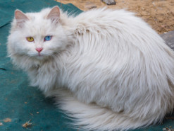 Студенты создали аналог Facebook для бездомных кошек